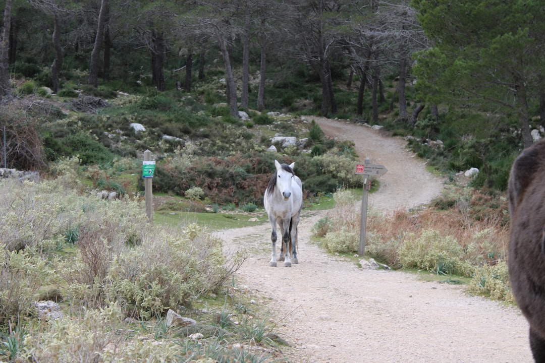 cours de dressage pour chiens à aix-en-provence : éducation canine personnalisée pour un compagnon obéissant et heureux.