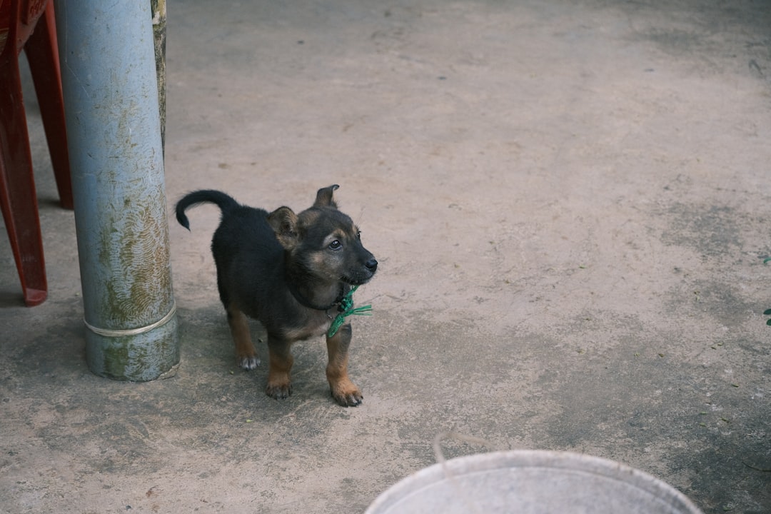 découvrez les erreurs courantes lors du dressage de chiots et apprenez comment les éviter pour un apprentissage efficace et harmonieux.