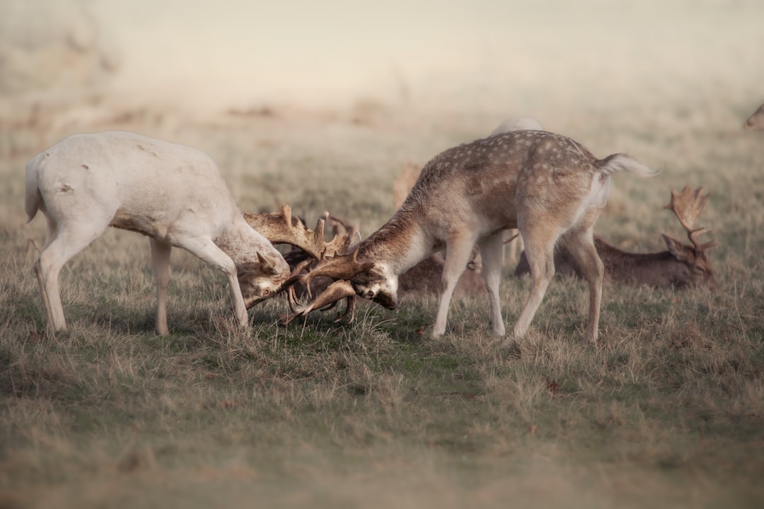 découvrez la signification et l'importance de la hiérarchie dans divers contextes, de l'organisation d'entreprise à la structure sociale.